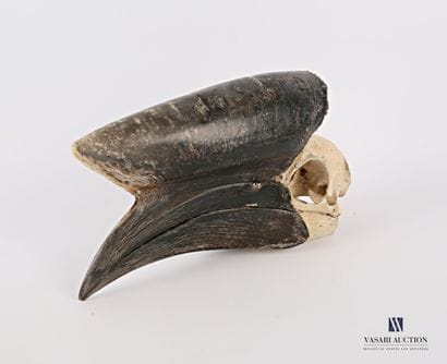 Crâne de calao à casque noir (Ceratogymna...