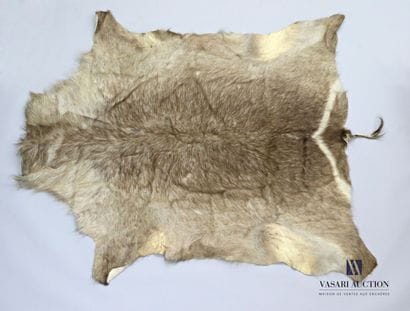 Peau de Cobe des roseaux (Redunca arundinum,...