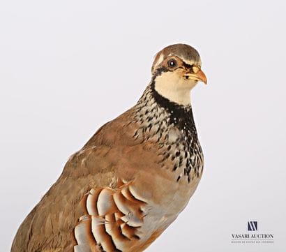 Taxidermie de perdrix rouge (Alectoris rufa,...