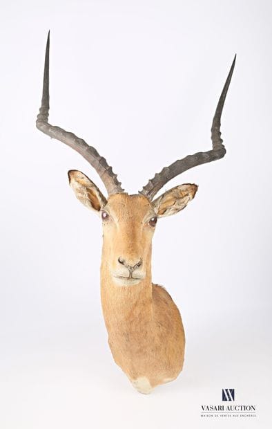 Trophée d'Impala (Aepyceros melampus, non...