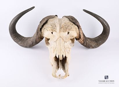 Massacre de Buffle caffer (Syncerus caffer,...