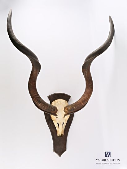 Massacre de grand koudou (Tragelaphus strepticeros,...