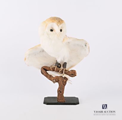 Chouette Effraie (Tyto alba, non déterminé),...
