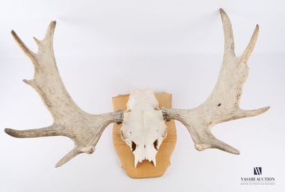 Frontal d'élan (Alces alces, non réglementé)...