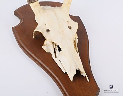 Massacre de Daguet (Cervus élaphus, non réglementé)...