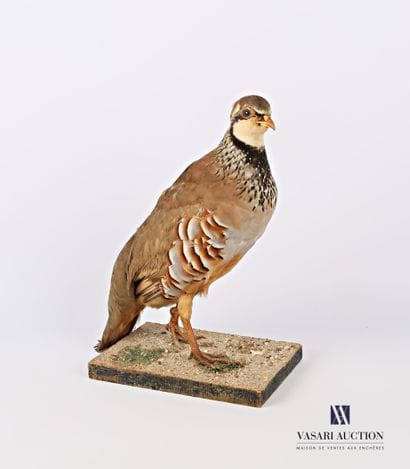 Taxidermie de perdrix rouge (Alectoris rufa,...