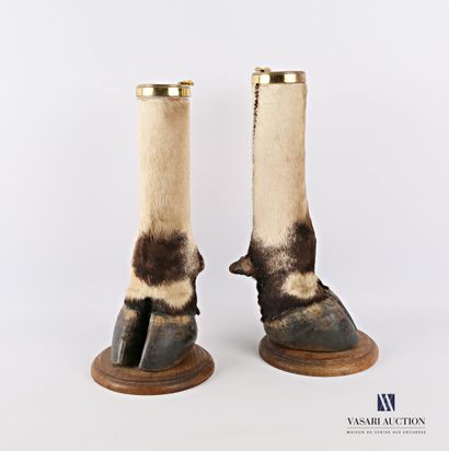 Paire de pattes d'éland de Derby (Taurotragus...