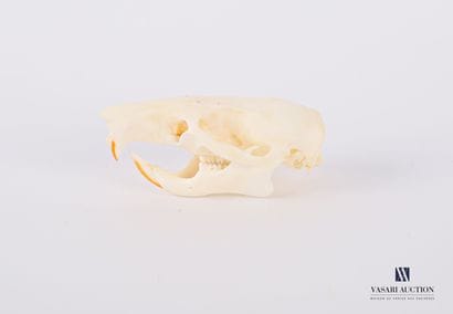 Crâne de rat de Gambie ( Cricetomys gambianus,...