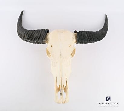 Crâne sans mandibule inférieure de buffle...
