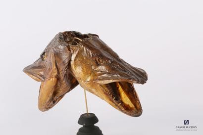 Double tête de brochet sur socle en bois...