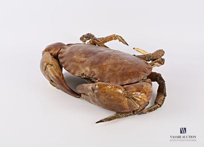 Tourteau (cancer pagurus, non réglementé)

(accidents)...