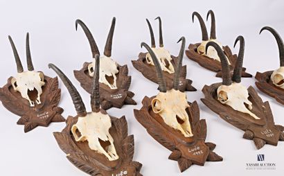 Ensemble de huit massacres de chamois (Rupicapra...