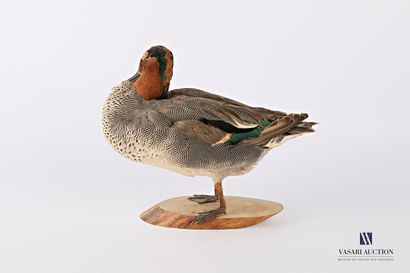 Taxidermie d'une sarcelle d'hiver mâle (Anas...