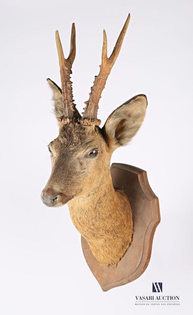 Trophée de chevreuil (Capreolus capreolus,...