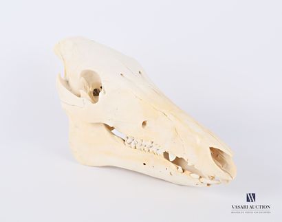 Crâne de sanglier (Sus Scrofa, non réglementé),...