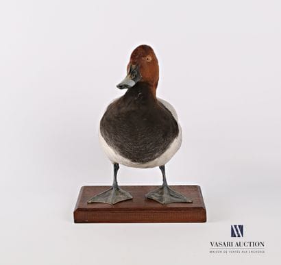 Taxidermie d'un canard milouin mâle, (Aythya...