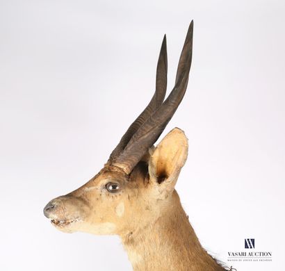 Trophée de Guib harnaché (Tragelaphus scriptus,...