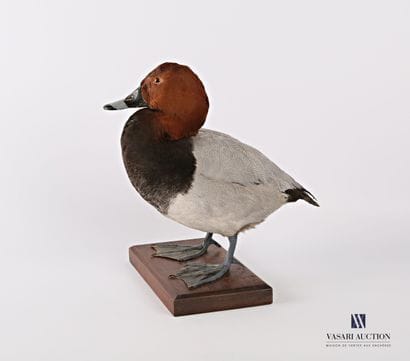 Taxidermie d'un canard milouin mâle, (Aythya...