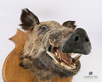 Hure de sanglier (Sus scrofa, non réglementé)...