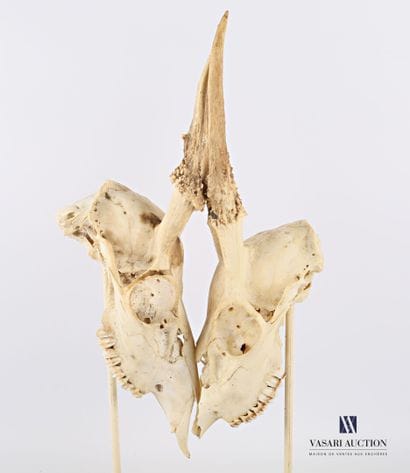 Deux crânes de daguet de cerf élaphe (Cervus...