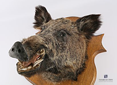 Hure de sanglier (Sus scrofa, non réglementé)...