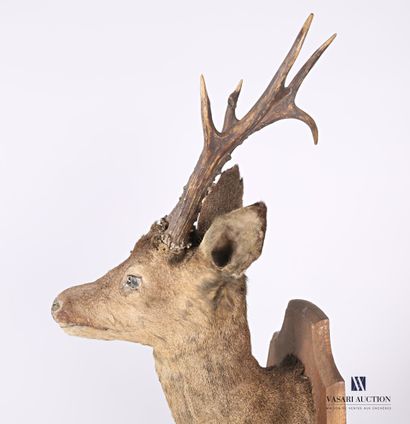 Trophée de chevreuil (Capreolus capreolus,...