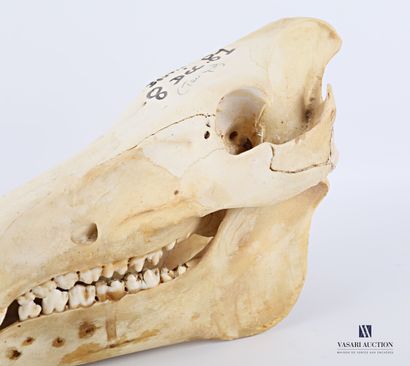 Crâne complet de sanglier (Sus scrofa, non...
