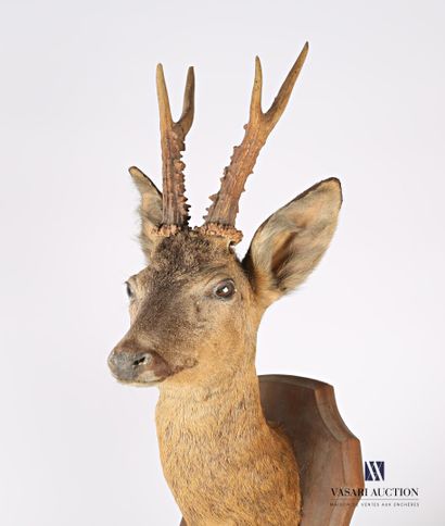 Trophée de chevreuil (Capreolus capreolus,...