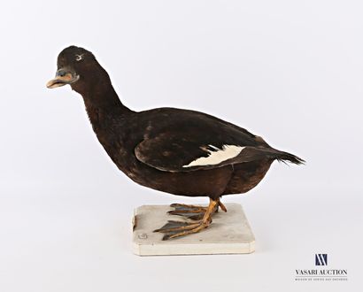 Taxidermie de femelle de macreuse brune (Melanitta...