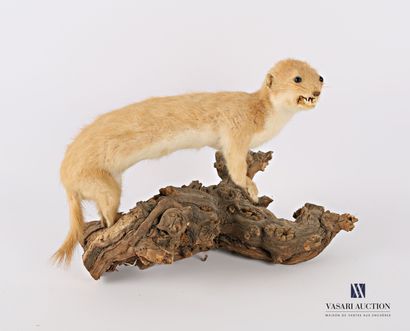 Taxidermie d'une belette en pelage d'été...