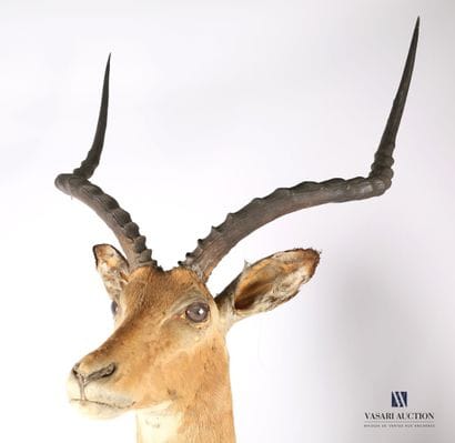 Trophée d'Impala (Aepyceros melampus, non...