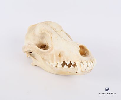 Crâne complet de chien (Canis lupus familiaris,...
