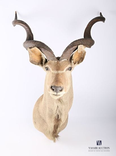 Trophée de Grand Koudou (Tragelaphus strepsiceros,...