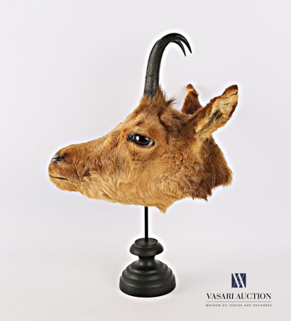 Ecorché de tête de chamois (Rupicapra rupicapra,...