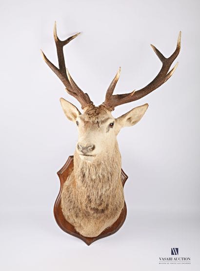 Tête en cape de cerf élaphe (Cervus elaphus,...