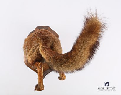 Cul de renard sur écusson (Vulpes vulpes,...