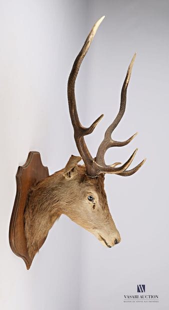 7
Tête en cape de cerf élaphe (Cervus elaphus,...