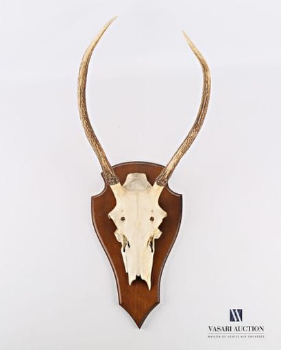 Massacre de Daguet (Cervus élaphus, non réglementé)...