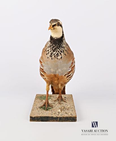 Taxidermie de perdrix rouge (Alectoris rufa,...