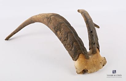 Frontal de bouc (Capra aegragus hircus, non...