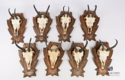 Ensemble de huit massacres de chamois (Rupicapra...