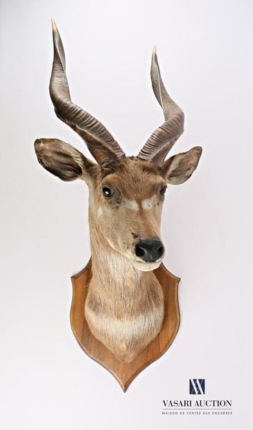 Tête en cape de Nyala (Tragelaphus angasii,...