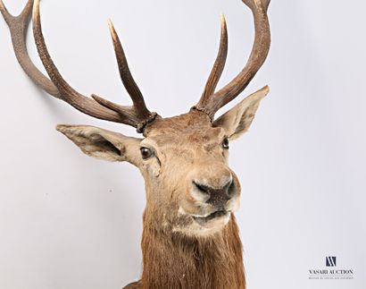 Tête en cape de cerf élaphe (Cervus elaphus)...