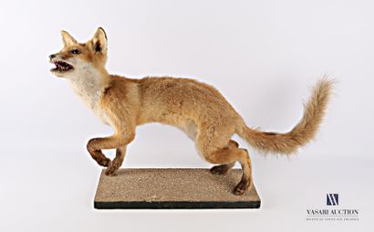Taxidermie d'un jeune renard (Vulpes vulpes,...