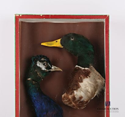 Boite vitrée contenant une tête tête de canard...