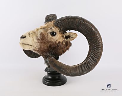 Écorché de tête de mouflon (Ovis aries musimon,...