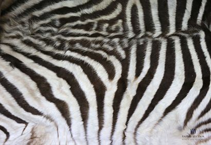 Peau de zèbre (Equus quagga, non réglementé),...