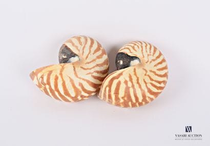 Ensemble de deux nautiles ( Nautilus sp.,...