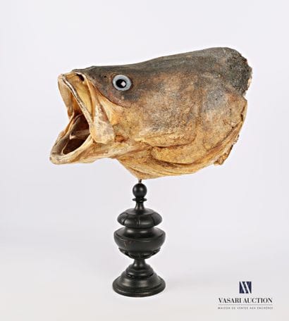 Tête de Mérou (Epinephelus marginatus, non...