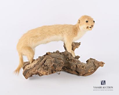 Taxidermie d'une belette en pelage d'été...